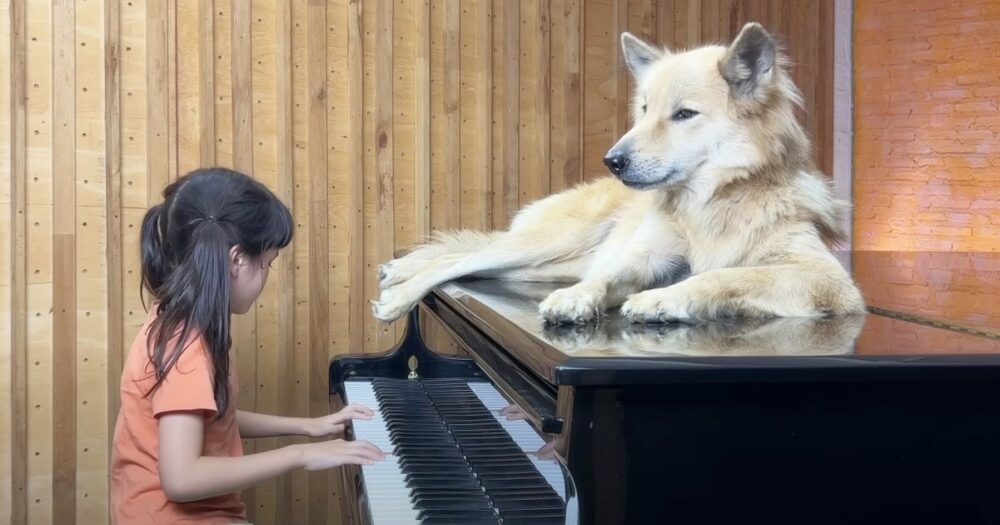 Kleines Mädchen spielt “Moon River” für ihren Hund und rührt 1M zu Tränen