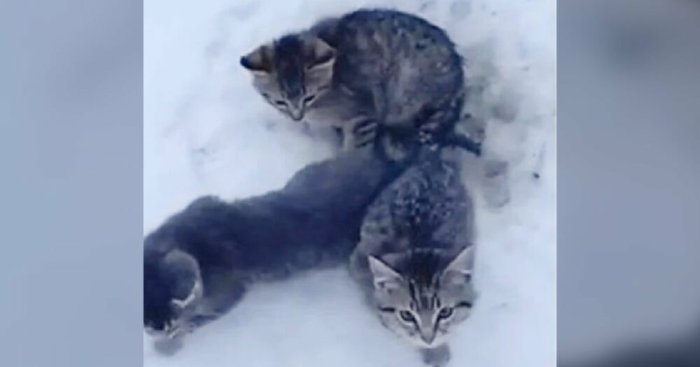 Mann entdeckt am Boden festgefrorene Kätzchen und hat schnell einen “cleveren” Plan, um sie zu retten