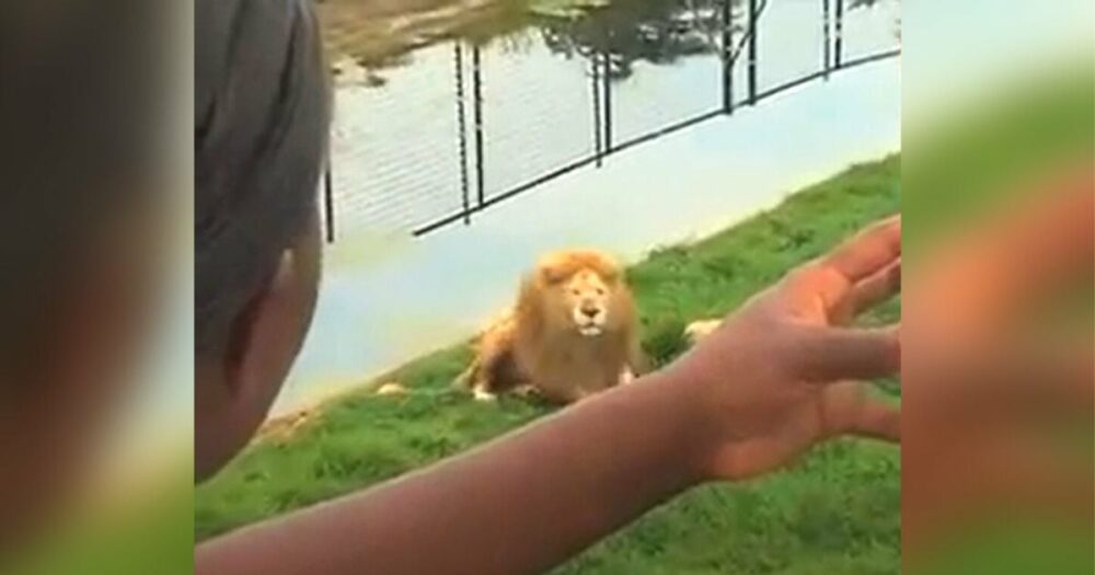 Zoowärter lässt Kinder einem gelangweilten “weißen” Löwen Spielzeug zuwerfen, ohne zu wissen, was er tun würde
