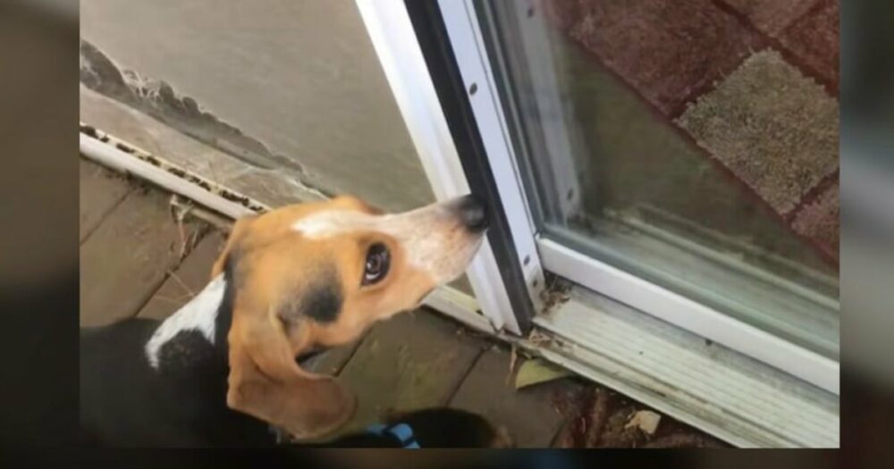 Beagle wittert sein “vermisstes” Herrchen und macht sich mit der Nase davon