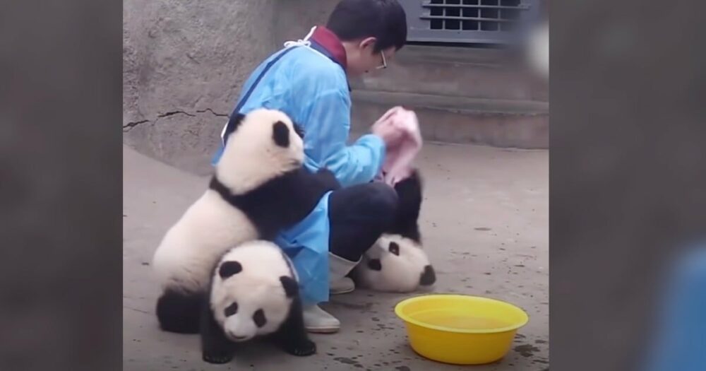 Niedliche Pandabären bringen die Herzen zum Schmelzen, indem sie die Badezeit lustig “entgleisen” lassen
