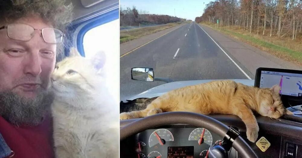 Einsamer Lkw-Fahrer adoptiert streunende Katze und macht sie zu seinem Co-Piloten auf der Straße