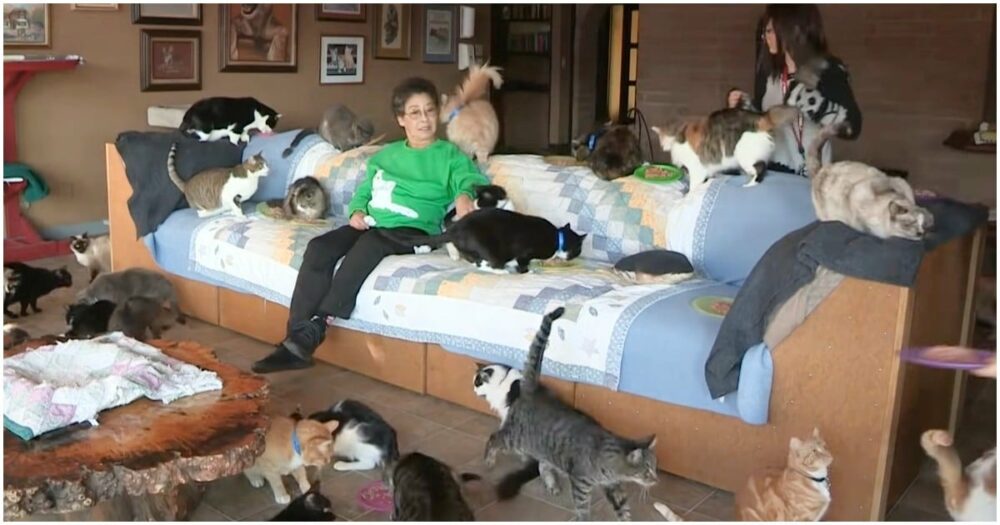 Frau gibt Einblick in ihr Haus mit über 1.000 Katzenmitbewohnern