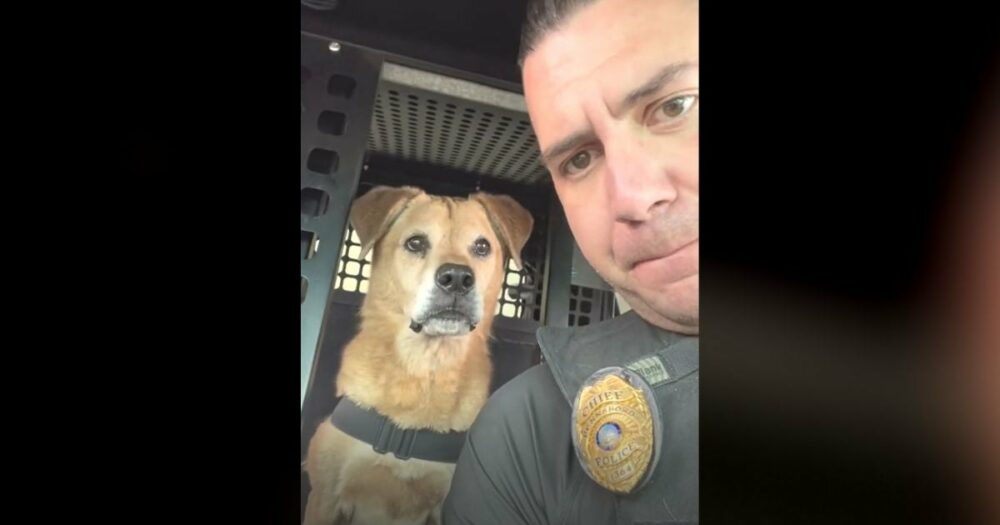 Polizeihund, der 16 Jahre lang Dienst tat, wird mit einer “süßen” Ankündigung in den Ruhestand verabschiedet
