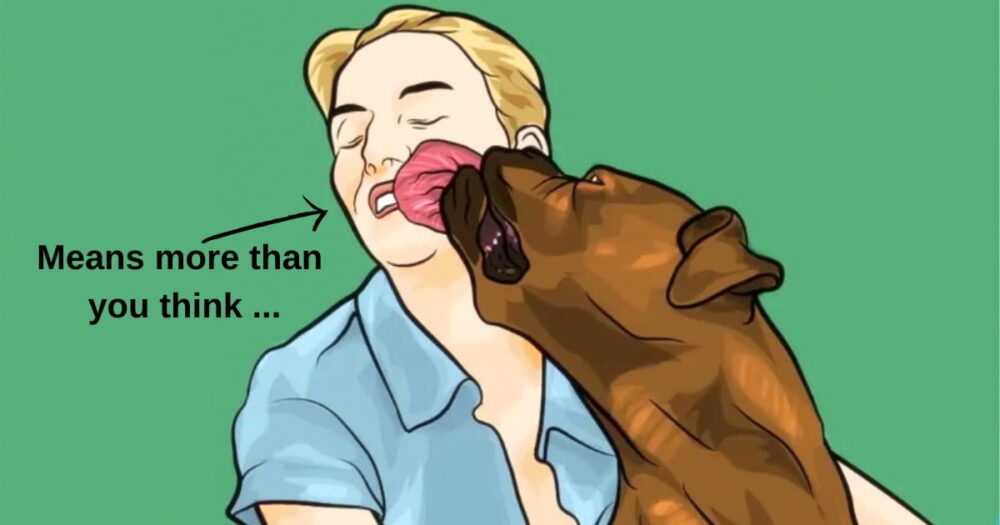 Der wahre Grund, warum Hunde dein Gesicht lecken, und 50 weitere seltsame Verhaltensweisen erklärt