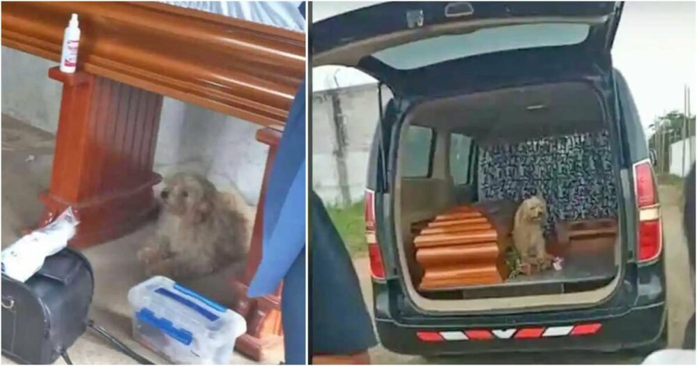 Trauernder treuer Hund weigert sich, am Tag der Beerdigung seiner Besitzerin von deren Seite zu weichen