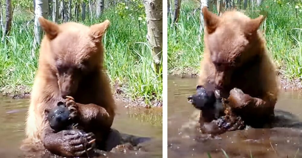 Spurenkamera fängt kleinen Bären beim Baden mit gefundenem Spielzeugbären ein