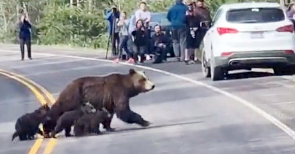 Grizzlybär bringt Herzen zum Schmelzen, als er seine große Gruppe von Jungtieren über die Straße führt