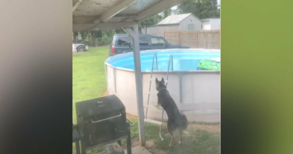 Deutscher Schäferhund bringt Herzen zum Schmelzen, wenn er lernt, wie man eine Leiter in den Pool klettert