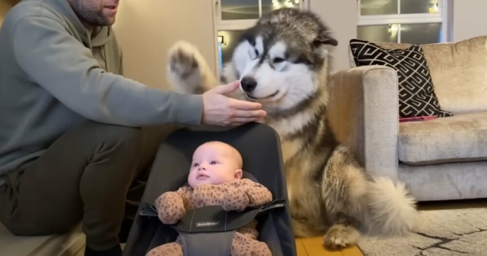 Husky lernt auf liebenswerte Weise, wie man ein neugeborenes Baby im Stuhl schaukelt