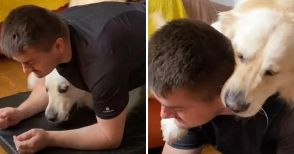 Mann filmt Training zu Hause, als Golden Retriever seine Routine auf lustige Weise unterbricht