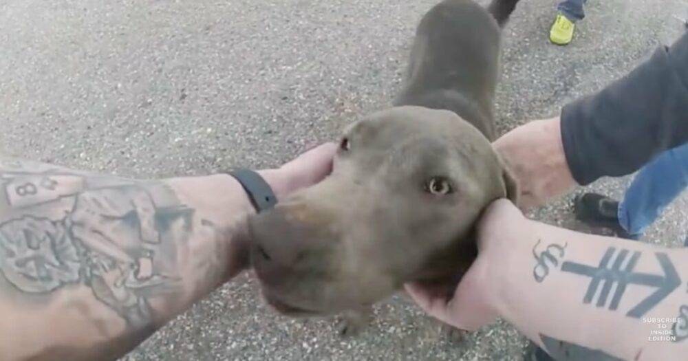 Hund bringt Herzen zum Schmelzen, als er dem Polizisten dankt, der ihn aus einem brennenden Auto gerettet hat