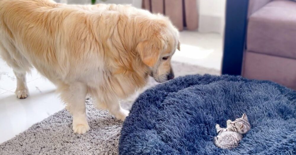 Golden Retriever kämpft urkomisch und liebenswert mit einem Kätzchen in seinem Bett