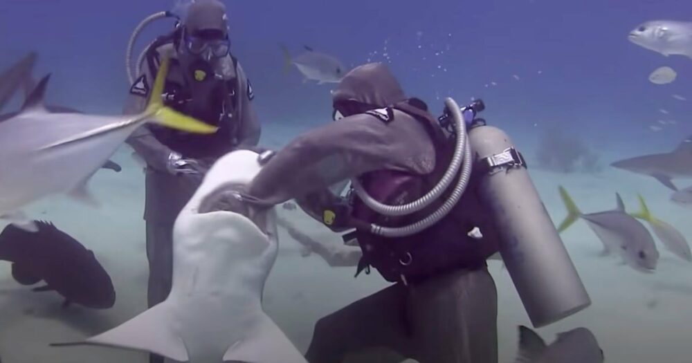 Taucher steckt ihre Hand in den Hai, um ihn zu retten, ohne zu erwarten, dass der Hai mit anderen Haien kommuniziert