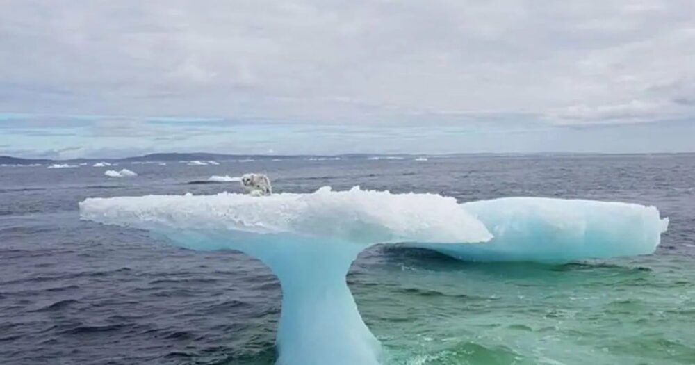 Drei Seeleute entdecken in der Arktis ein Wesen, das auf einem wackeligen Eisberg festsitzt