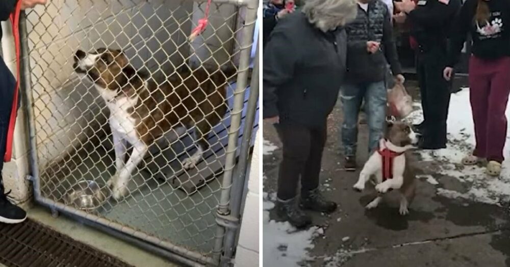 Hund, der seit 500 Tagen im Tierheim lebt, freut sich auf seinen neuen Papa