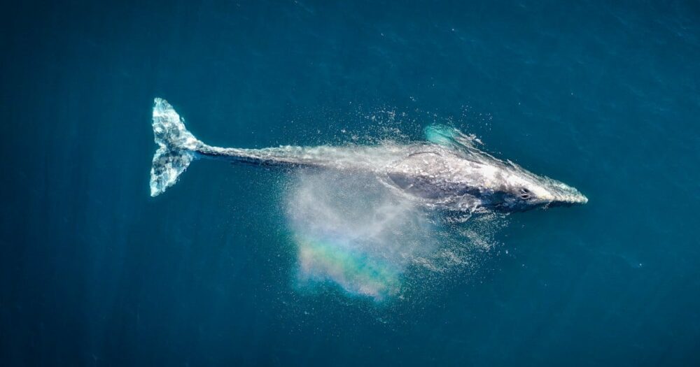 Grauwal gebärt vor den Augen von Schaulustigen auf Walbeobachtungstour