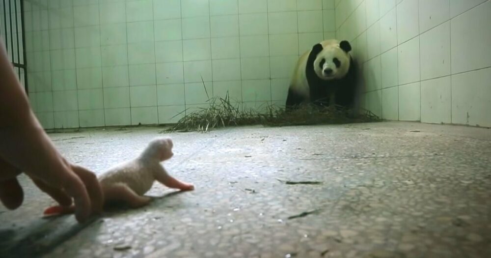 Zurückhaltende Panda-Mama nimmt ihr Baby an, da ihre “mütterlichen” Instinkte einsetzen