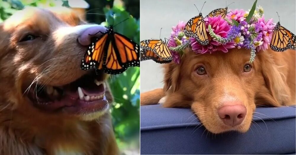 Süßer Hund verliebt sich in Schmetterlinge und ihre Freundschaft ist wie aus dem Bilderbuch