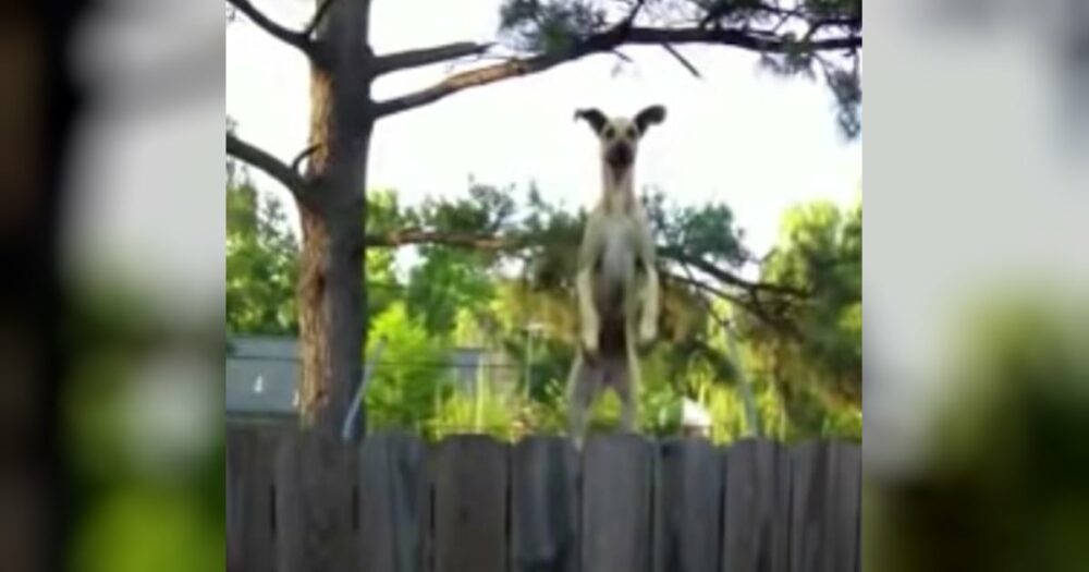 Riesenhund entdeckt Trampolin und Nachbarn bekommen die lustigste Show