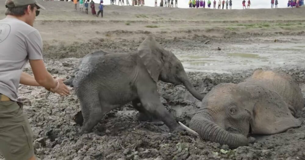 Elefantenbaby weigert sich, die Seite der Mutter zu verlassen, bis sie aus dem Schlammgrab gezogen wird