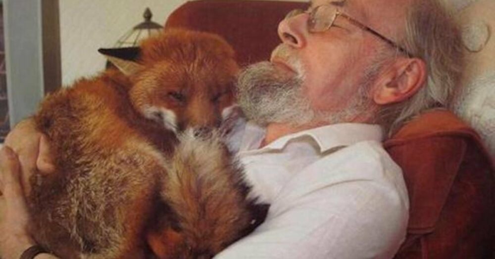 Mann rettet schwer verletzten Fuchs und er wird sein neuer bester Freund