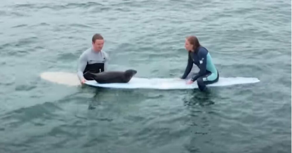 Verwaistes Robbenjunges nähert sich Surfern und fragt, ob es mit ihnen “abhängen” darf