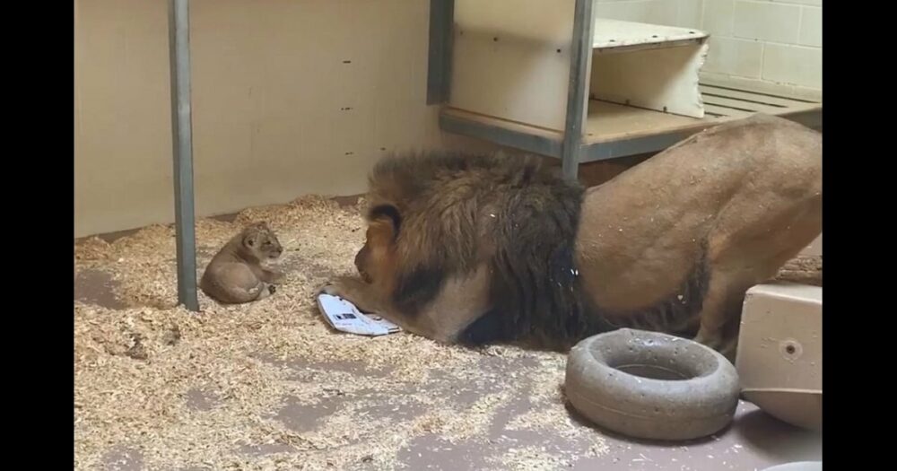 Die Kamera filmt den rührenden Moment, in dem der Löwenpapa sich hinunterbeugt, um sein Baby zum ersten Mal zu sehen