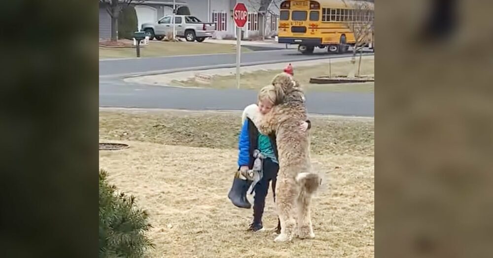 Bernedoodle bringt 7M Herzen zum Schmelzen, als er seinen kleinen Bruder nach der Schule umarmt