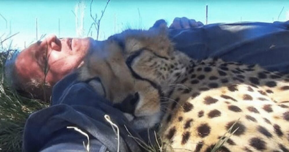 Gepard entdeckt Fotografin beim Nickerchen in freier Wildbahn und kommt zum Kuscheln herein