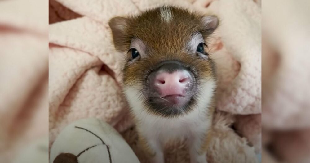 Kleines Schwein, das es liebt, geliebt zu werden, wehrt sich, wenn seine Pflegemutter ihn nicht mehr küsst