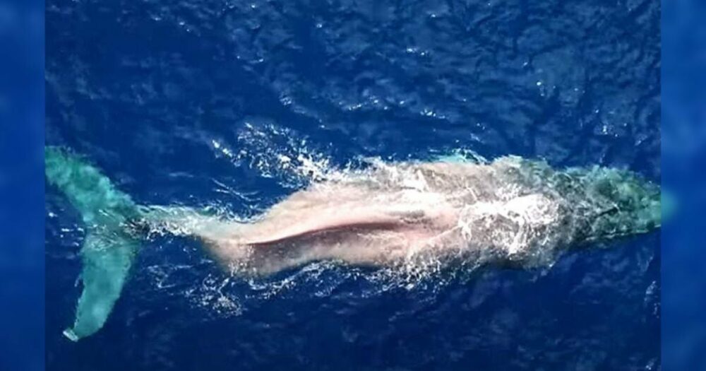 Wal verblüfft Forscher, indem er mit gebrochener Wirbelsäule 3.000 Meilen durch den Ozean schwimmt