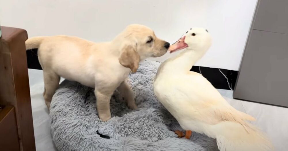 Labrador-Welpe bringt Herzen zum Schmelzen mit liebenswerter “Reaktion” auf die Übernahme des Bettes durch eine Ente