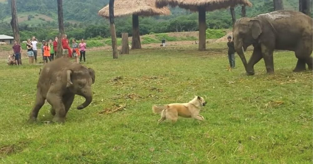 Elefantenbaby wird von aufgeregtem kleinem Hund, der nur spielen will, auf bezaubernde Weise aufgeregt