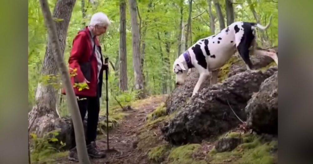 Deutsche Dogge sieht ältere Frau beim Wandern und rennt in herzzerreißender “Mission” zu ihr