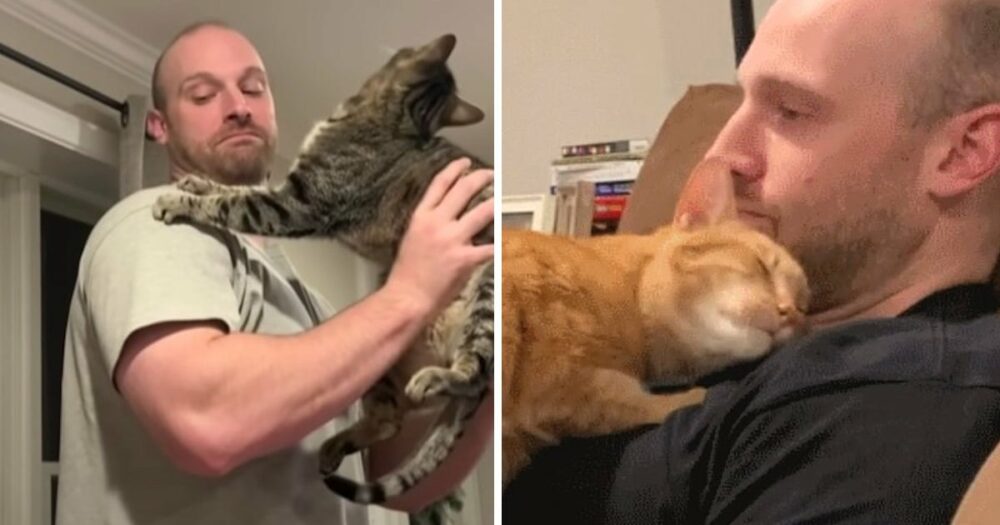 Mann bringt seiner Frau gerettete Katzen nach Hause, aber sie wird schnell zum “dritten Rad