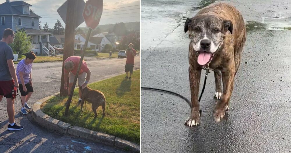 Die ganze Stadt kommt, um sich von einem geliebten Rettungshund auf seinem letzten Spaziergang zu verabschieden