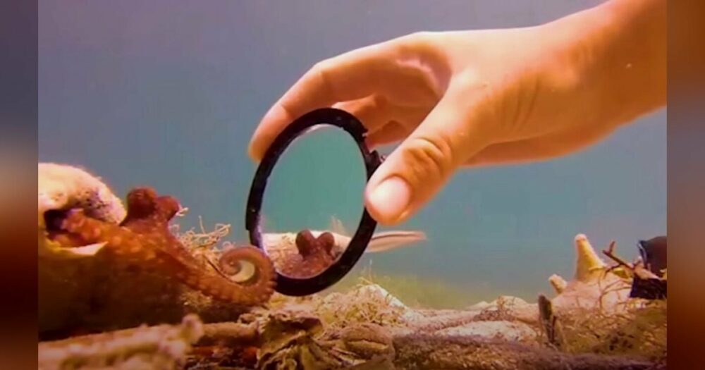 Winziger Oktopus zeigt seinem Taucherfreund auf liebenswerte Weise, dass er sich freut, ihn zu sehen