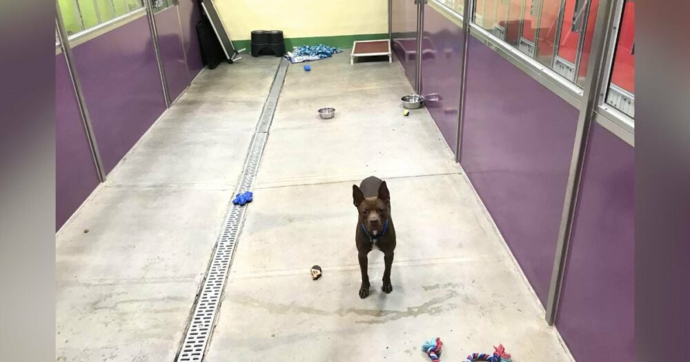 Pittie mit den “traurigsten Augen” wird im Tierheim allein gelassen, nachdem alle anderen Hunde adoptiert wurden