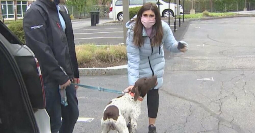 Ein Nachrichtensprecher, der über einen gestohlenen Hund berichtet, sieht denselben Hund auf der Straße laufen