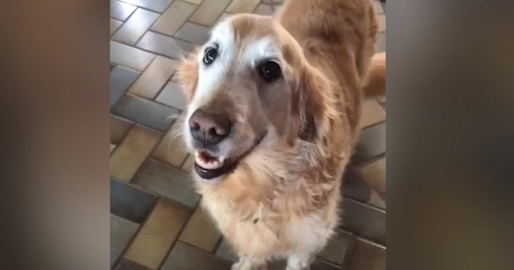 Die liebenswerte “Antwort” eines Hundes auf die Ergebnisse eines Krebstests lässt Herzen schmelzen