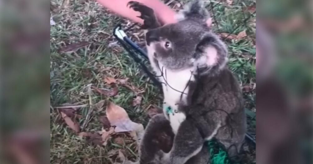 Festsitzender Koala bringt 2,8 Mio. Herzen zum Schmelzen, als er sich bei seinem Retter bedankt, der ihn mit einer Küchenschere befreit hat