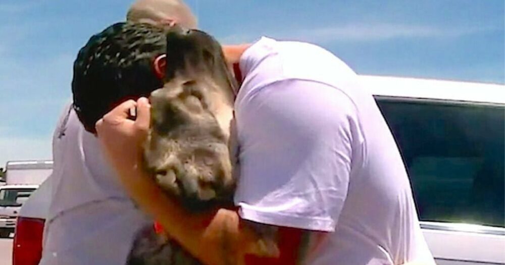 Soldat musste geliebten streunenden Hund im Irak zurücklassen, aber 1 Monat später treffen sie sich wieder