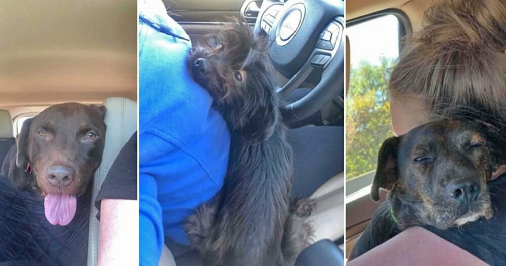 Frau fährt vier Stunden, um einen Hund vor der Euthanasie zu retten, und endet mit 3 Hunden in ihrem Auto