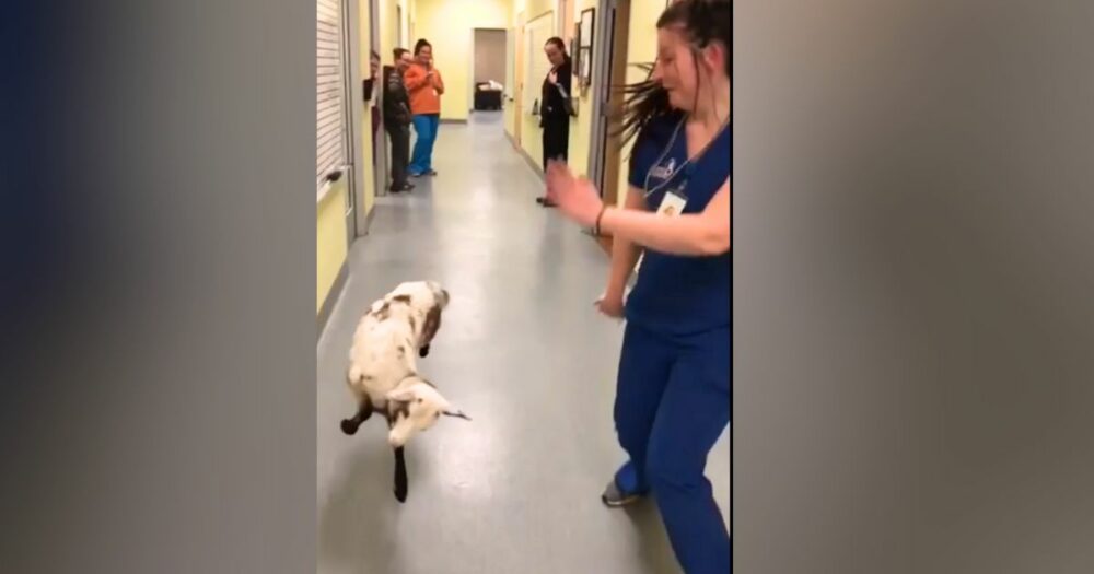 Tierarzthelferin sieht Lamm im Flur und fordert es zu einem witzigen “Tanzwettbewerb” heraus