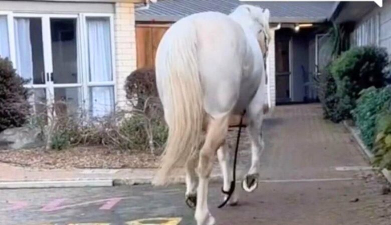 Kluges Pferd bricht immer wieder aus dem Stall aus, um Demenzkranke zu besuchen, die es mit Snacks gefüttert haben