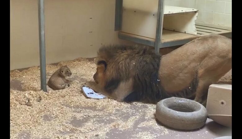 Die Kamera filmt den rührenden Moment, in dem sich der Löwenpapa hinunterbeugt, um sein Baby zum ersten Mal zu sehen