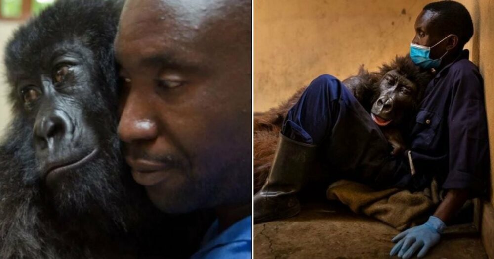 Kranker Gorilla macht seinen letzten Atemzug in den Armen des Mannes, der ihn gerettet und ein Leben lang aufgezogen hat