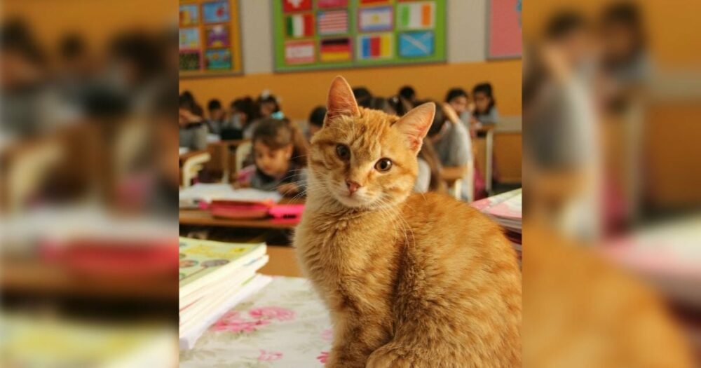 Streunende Katze kommt in ein Klassenzimmer der 3. Klasse und verwandelt es schnell in ein Zuhause