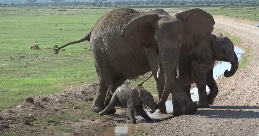 Elefantenbaby erregt Aufsehen, weil es sich weigert, den Fluss zu überqueren